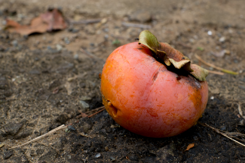 落ちて傷んだ柿のフリー写真素材