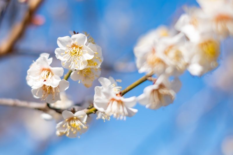 梅の花のフリー写真素材