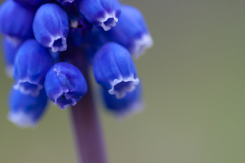 ムスカリの花フリー写真素材