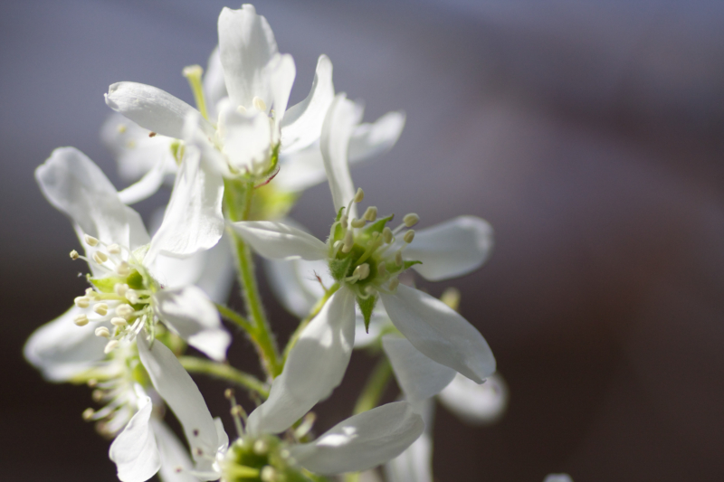 ジューンベリーの花のフリー写真素材
