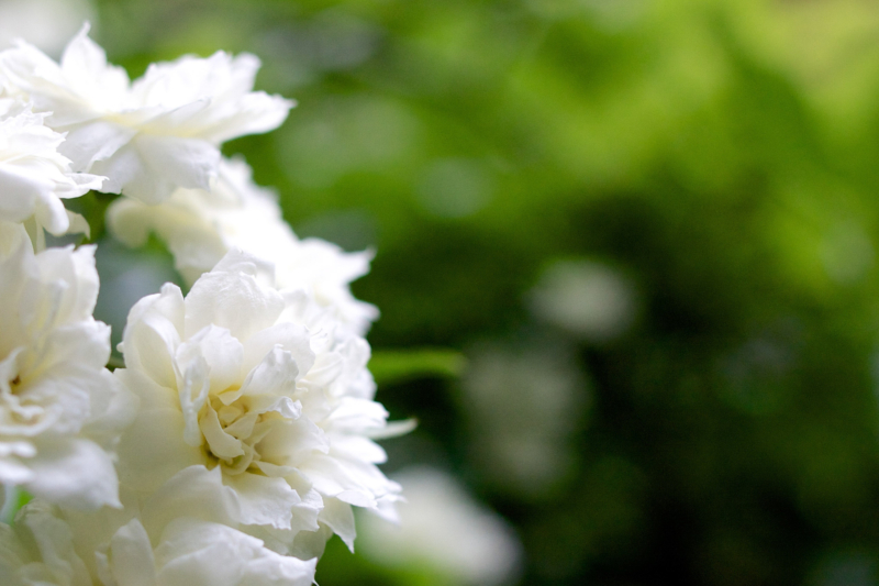 白いモッコウバラのフリー写真素材