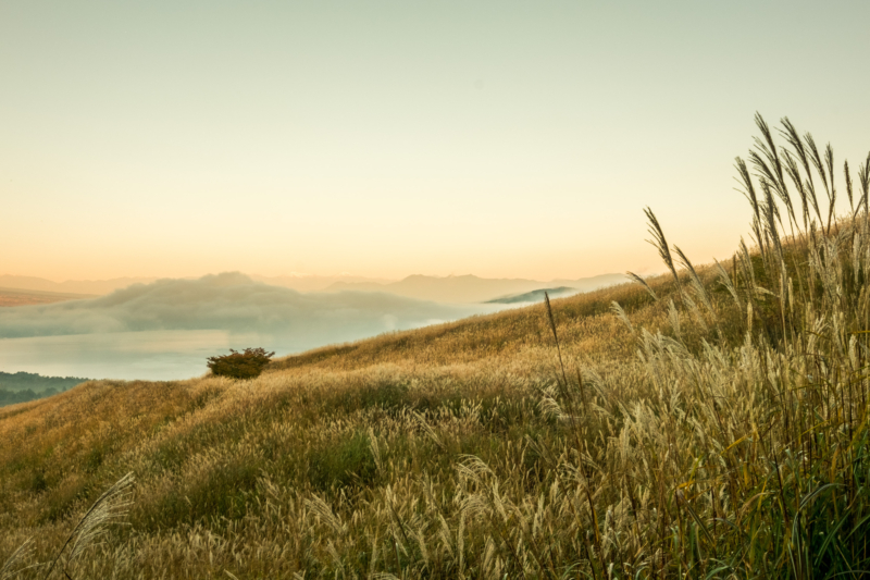 山中湖・パノラマ台のススキ野原のフリー写真素材