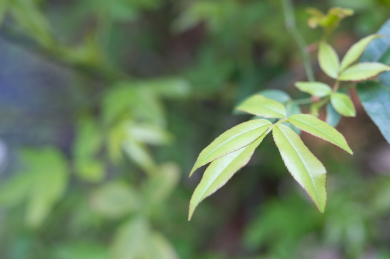 モッコウバラの葉のフリー写真素材