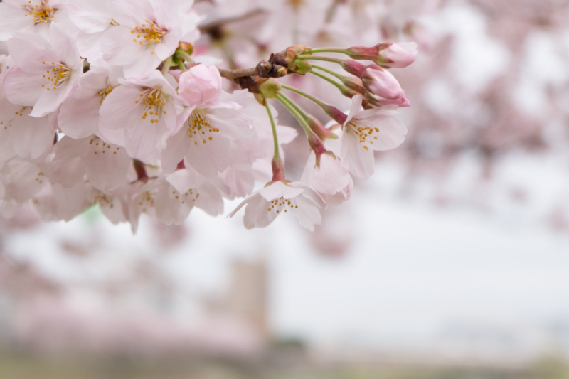 横浜・鴨居の桜のフリー写真素材