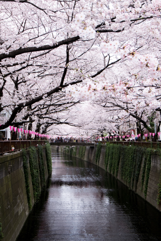 目黒川の桜のフリー写真素材