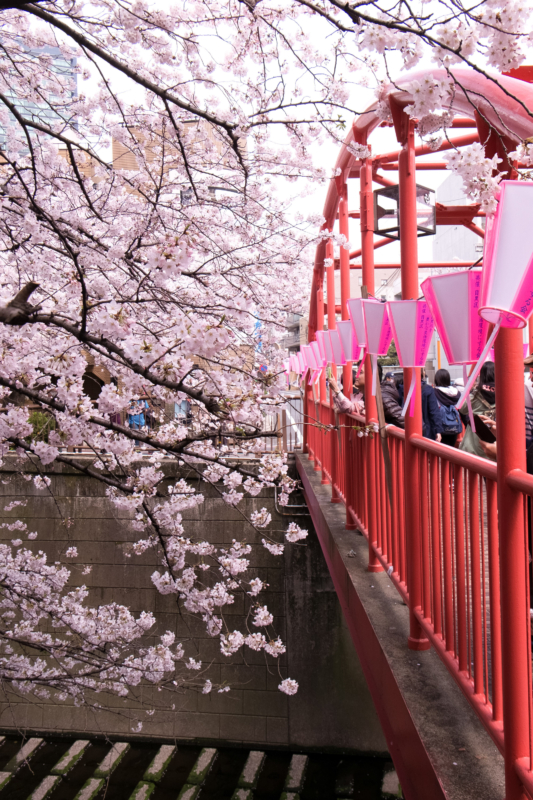 目黒川の桜と中の橋のフリー写真素材