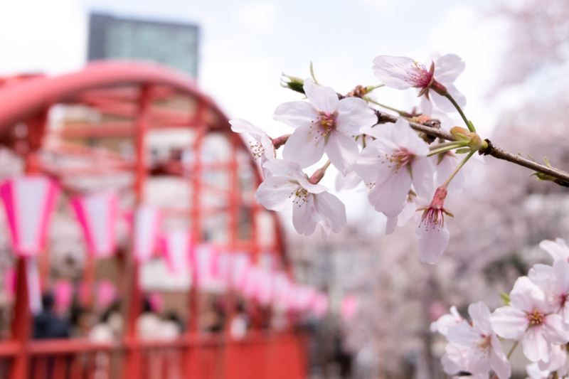 目黒川の桜と中の橋のフリー写真素材