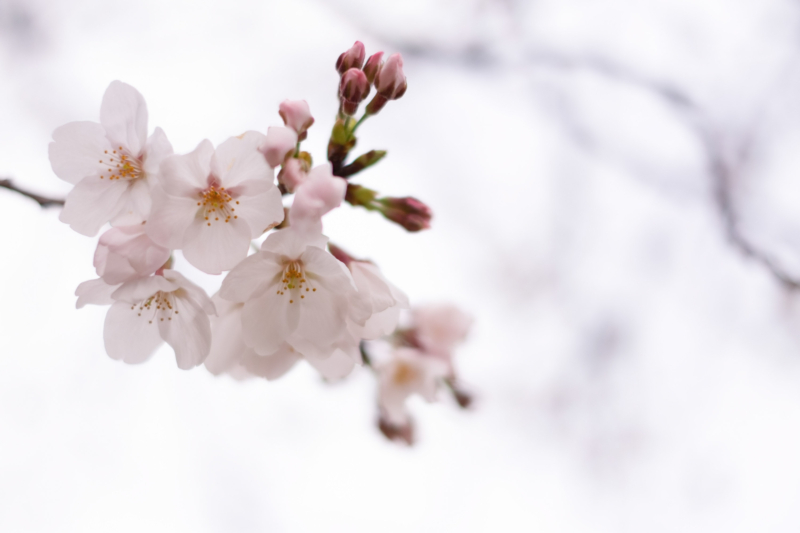 桜の花のフリー写真素材