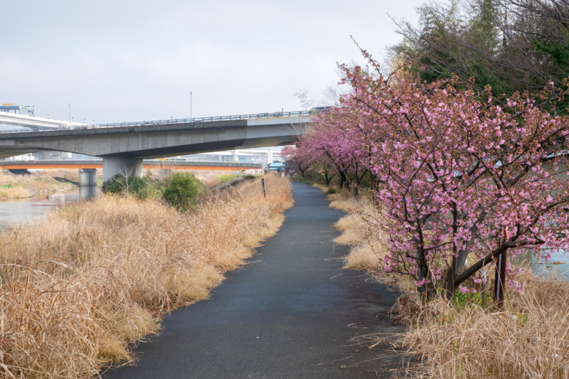 鶴見川の河津桜のフリー写真素材