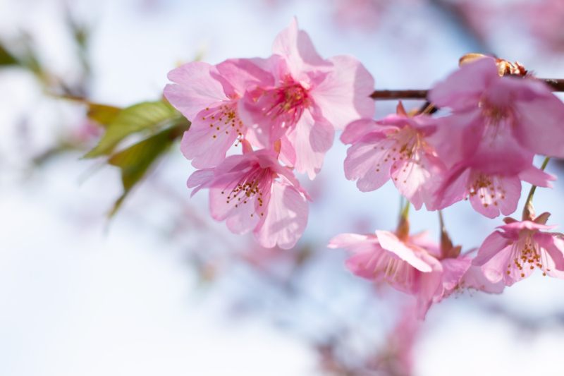 華やかな雰囲気の河津桜のフリー写真素材