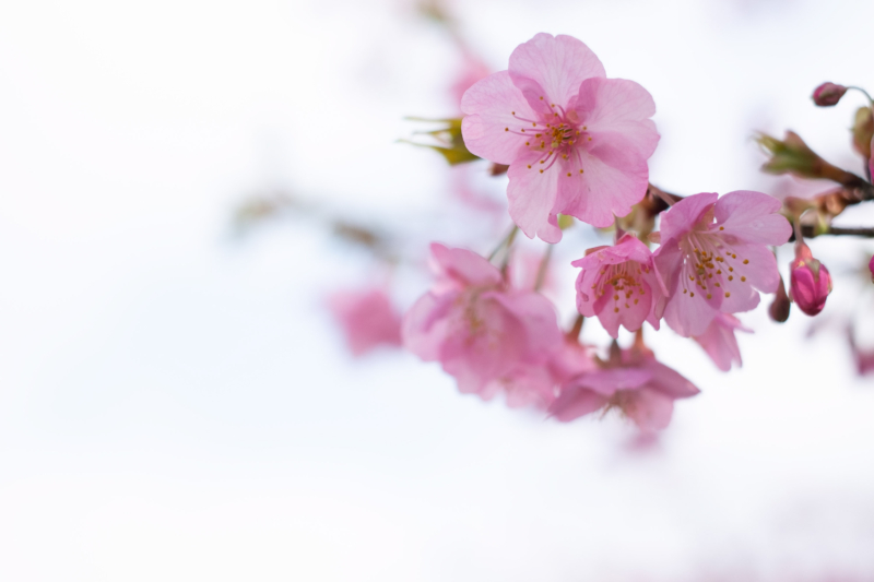 儚い雰囲気の河津桜のフリー写真素材