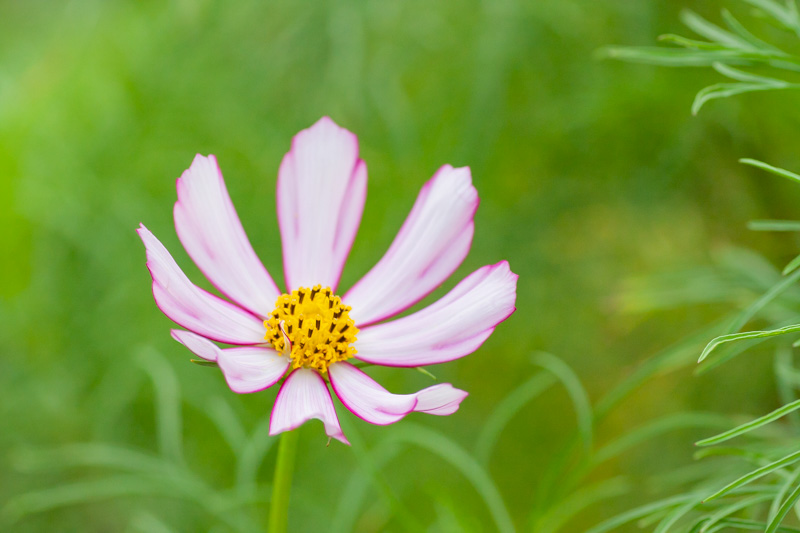 コスモスはどこの国からやってきた？花言葉は？