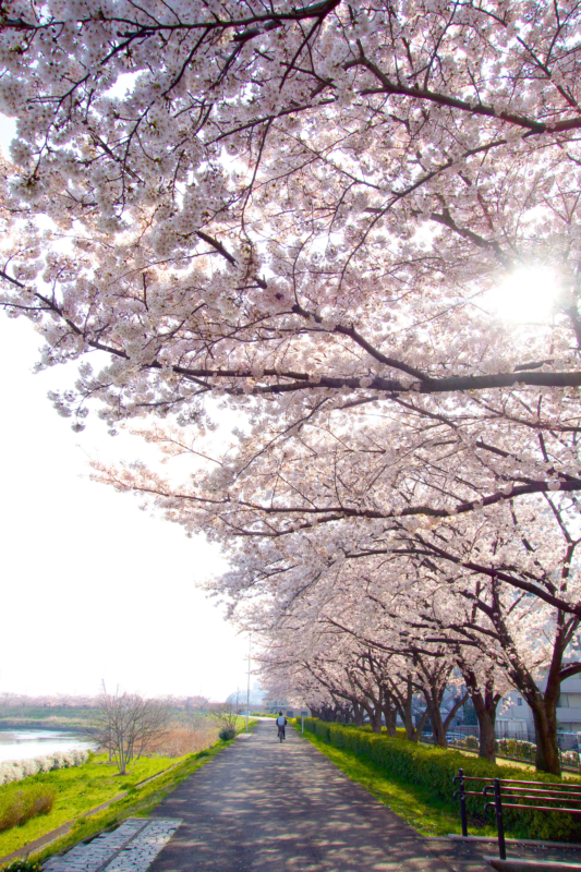 鴨居の桜並木のフリー写真素材