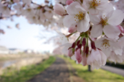 鴨居の桜