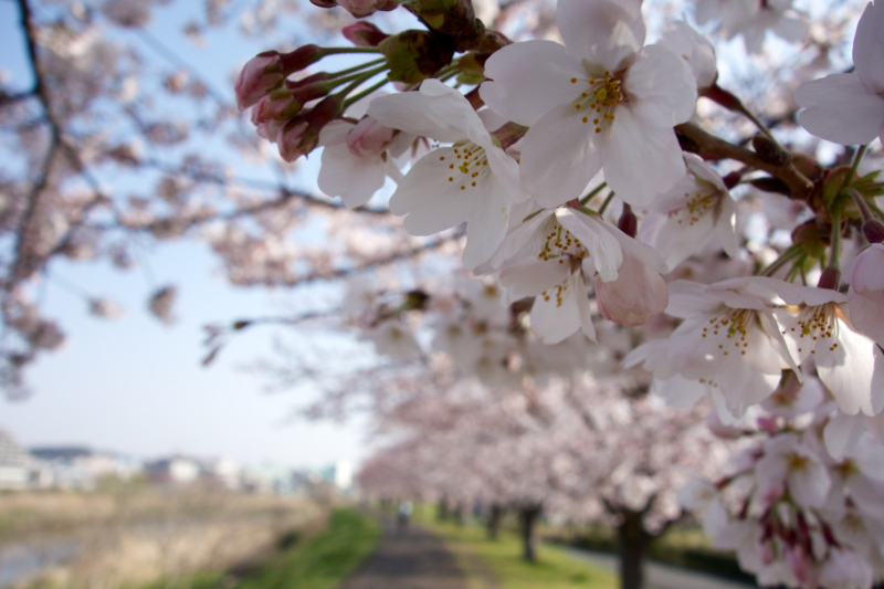 鴨居の桜のフリー写真素材