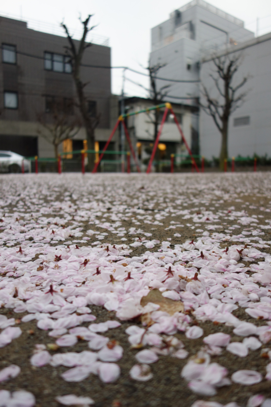 公園の散った桜のフリー写真素材