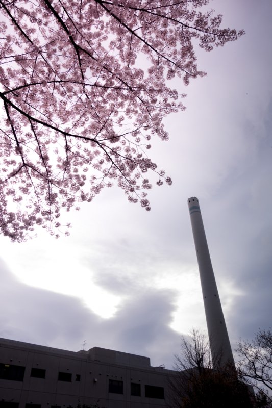 目黒清掃工場緩衝緑地の桜のフリー写真素材