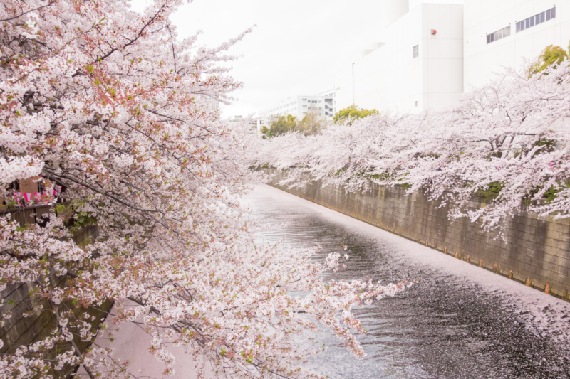 目黒川の桜の花筏のフリー写真素材