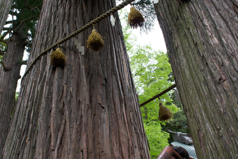 修善寺・日枝神社の子宝の杉のフリー写真素材