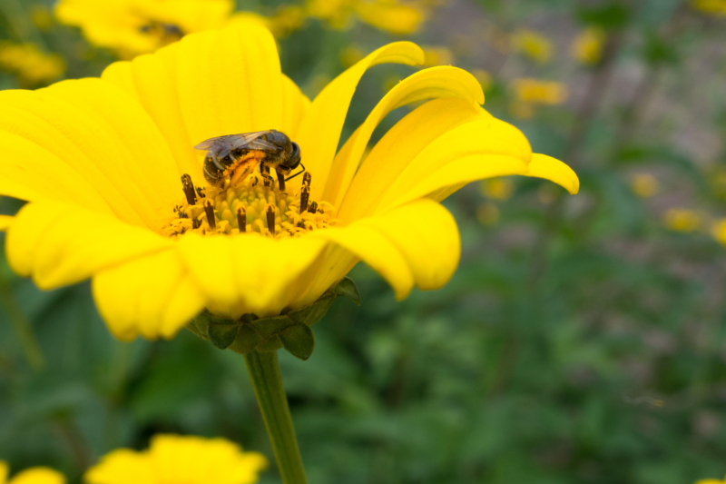 黄色い花と花蜂のフリー写真素材