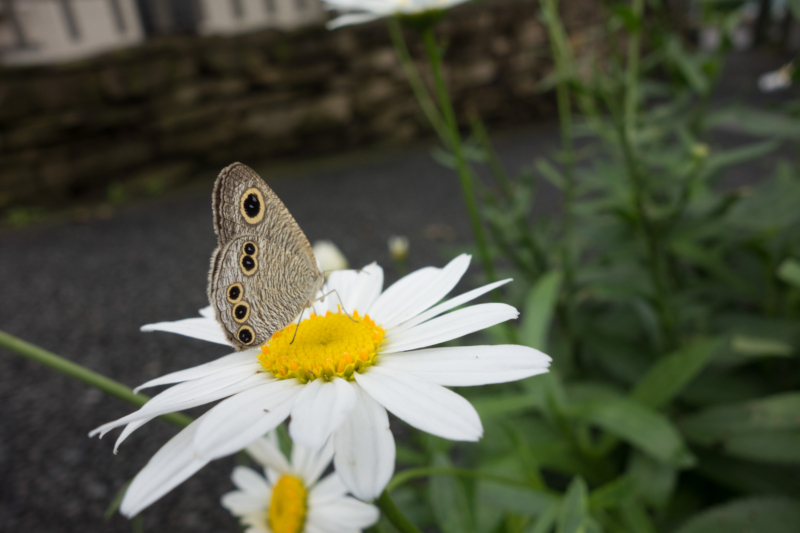 ヒメウラナミジャノメのフリー写真素材