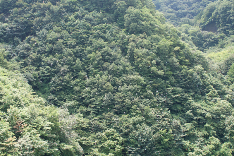 上野スカイブリッジのシャボン玉のフリー写真素材