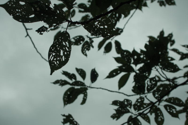 虫食いの葉っぱのフリー写真素材