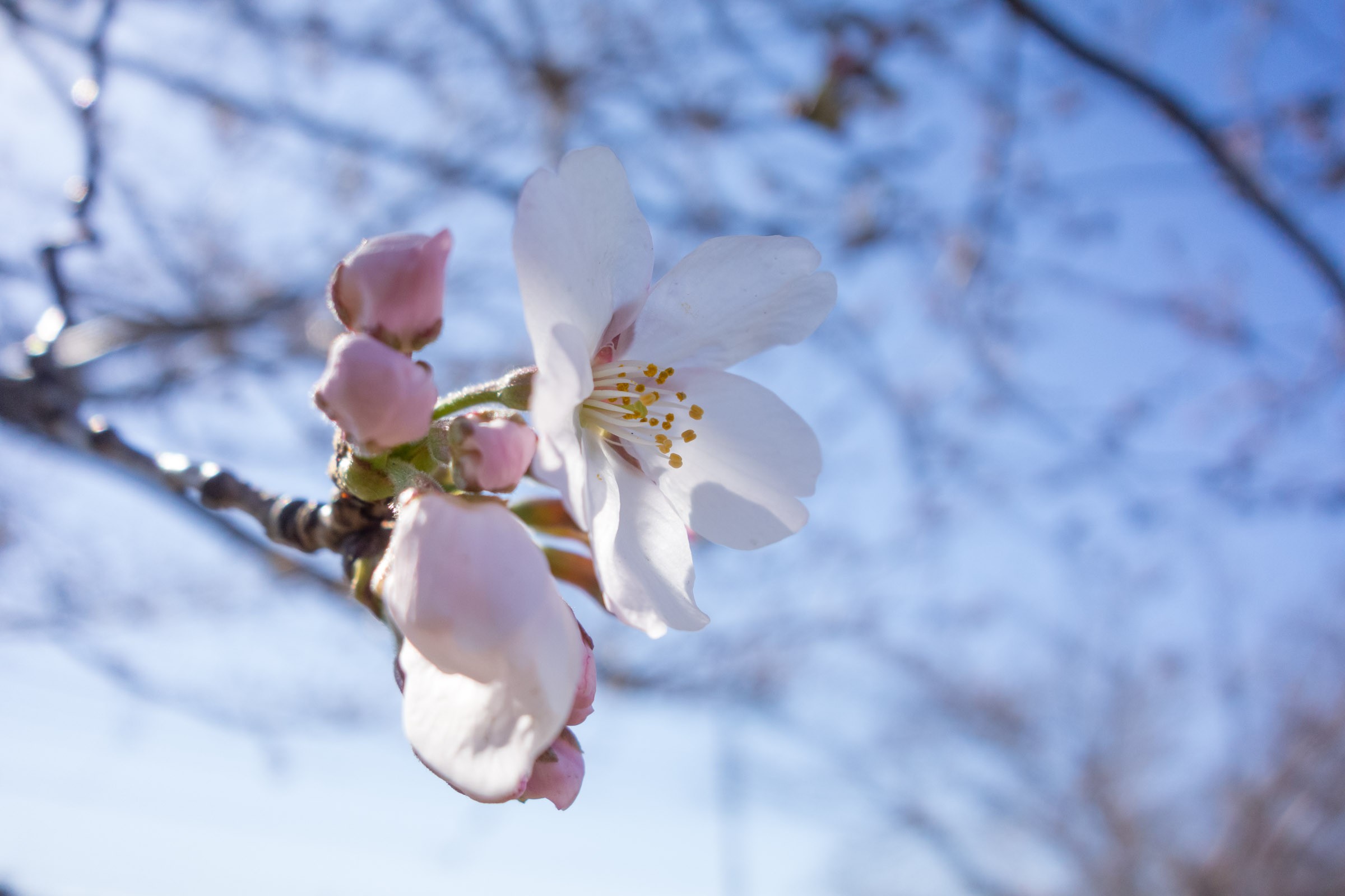 咲き始めの桜 フリー写真素材 イメージガレージ