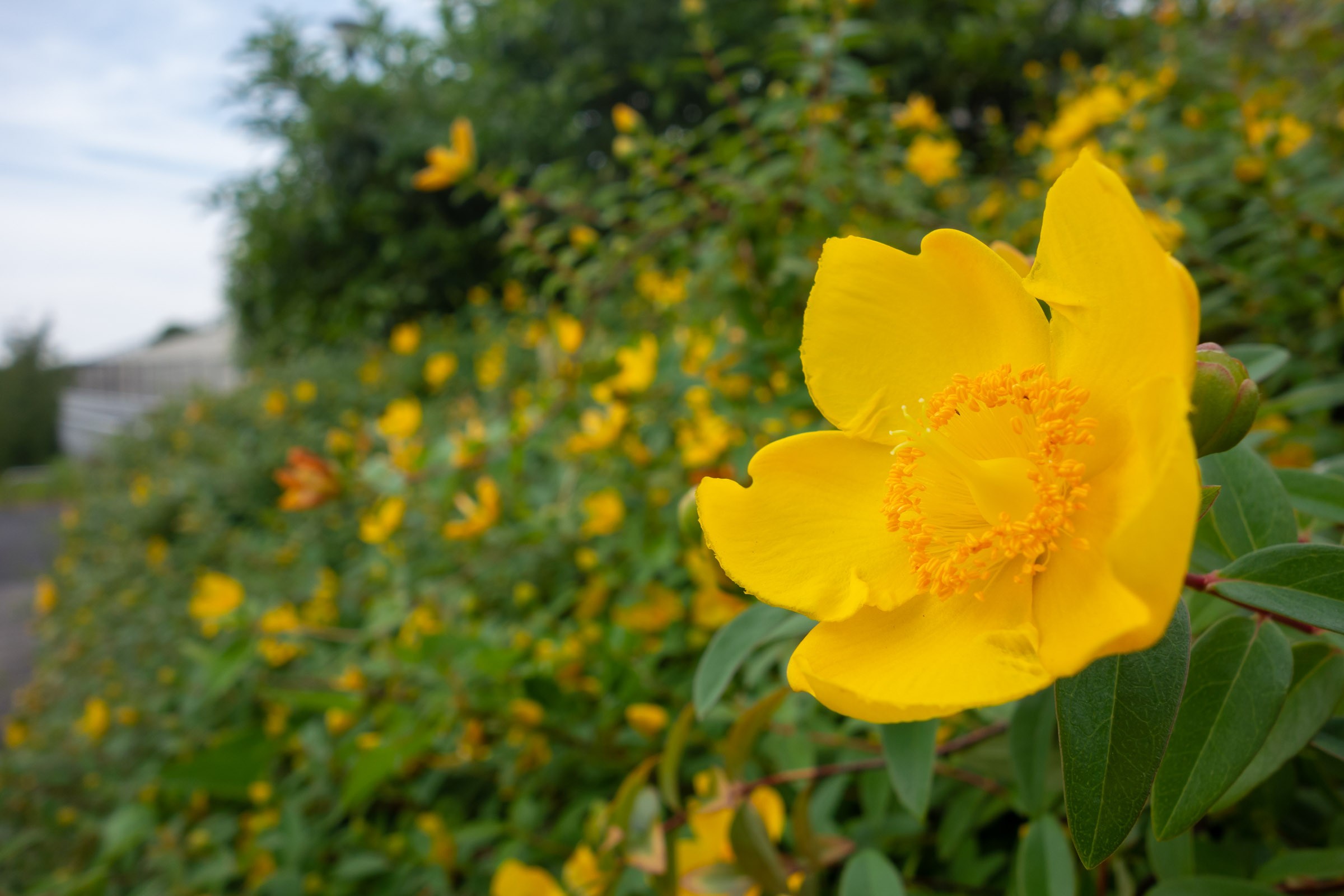 華やかな黄色い花を咲かせるヒペリカム ヒデコート ブログ フリー画像 イメージガレージ