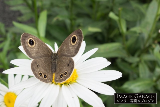 花にとまるジャノメチョウのフリー素材写真（無料）