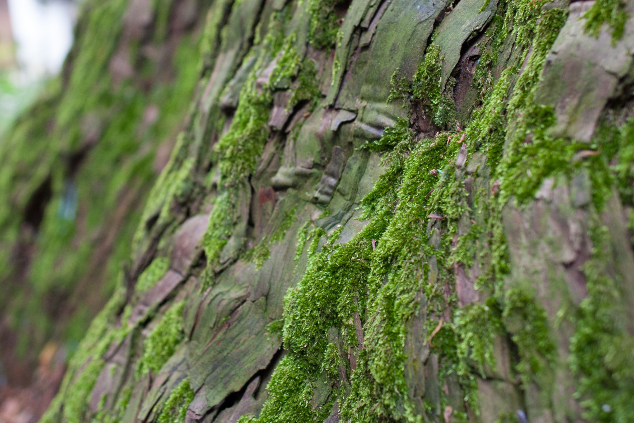 木についた苔のフリー素材写真 フリー写真素材 イメージガレージ