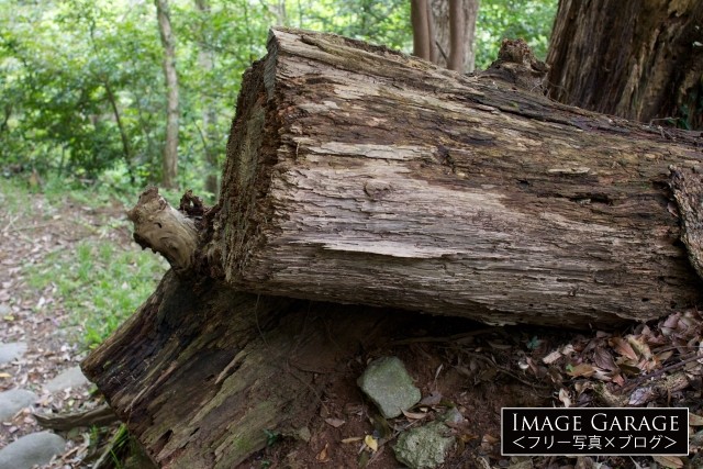 倒木処理された登山道の木のフリー素材写真（無料）