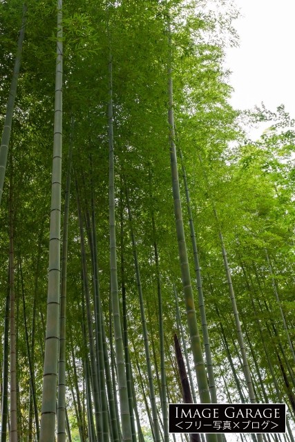 修善寺の竹林の小径の竹のフリー素材写真（無料）