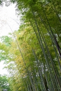 修善寺の竹林