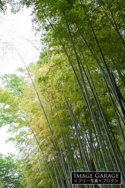 修善寺の竹林のフリー素材写真（無料）