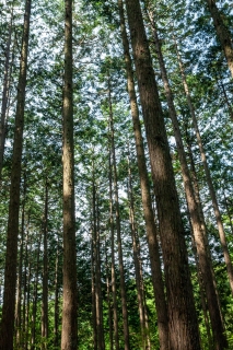 中伊豆の杉林