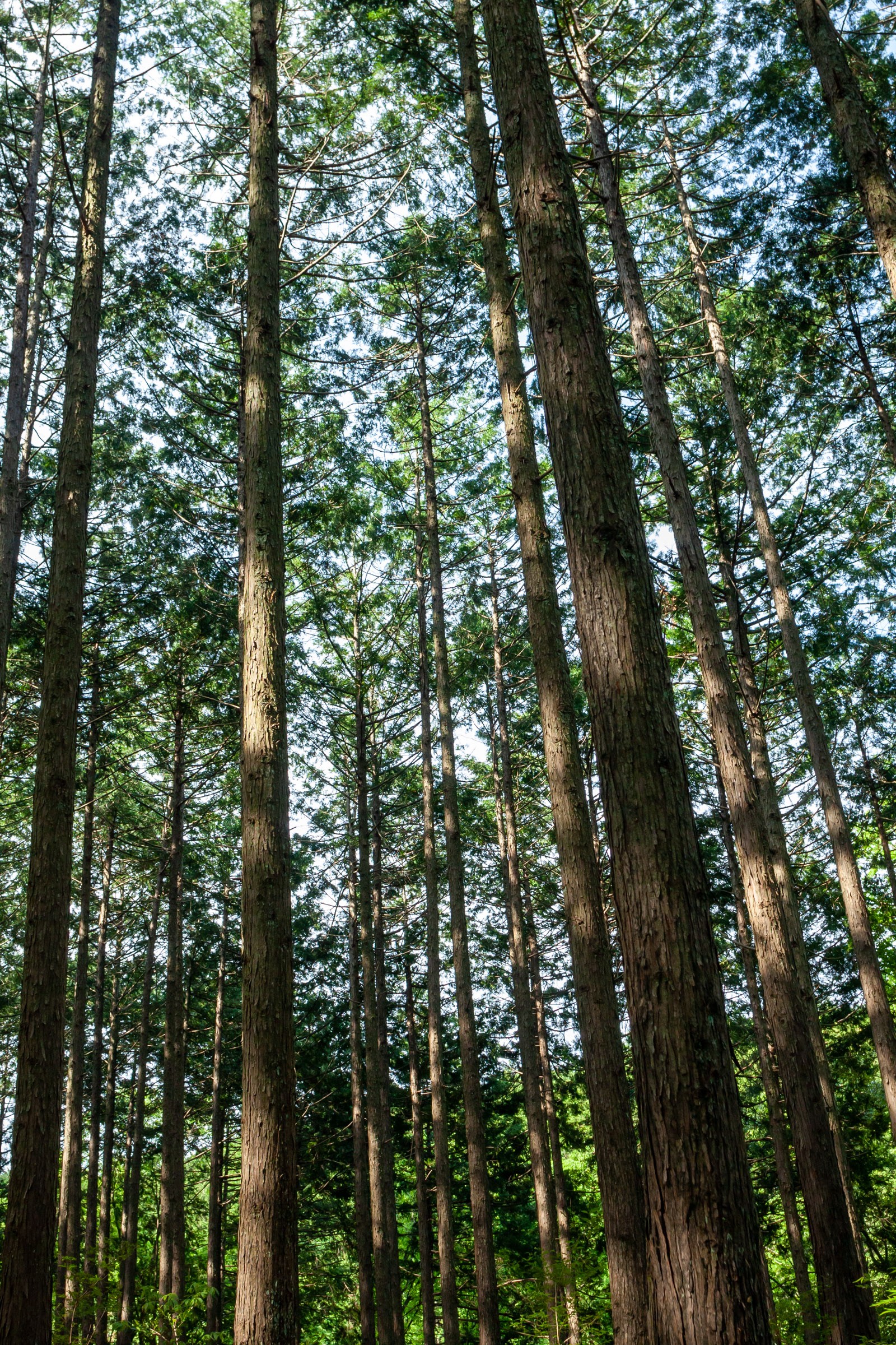 杉林 日本の山に植林の森が多い理由 フリー写真有