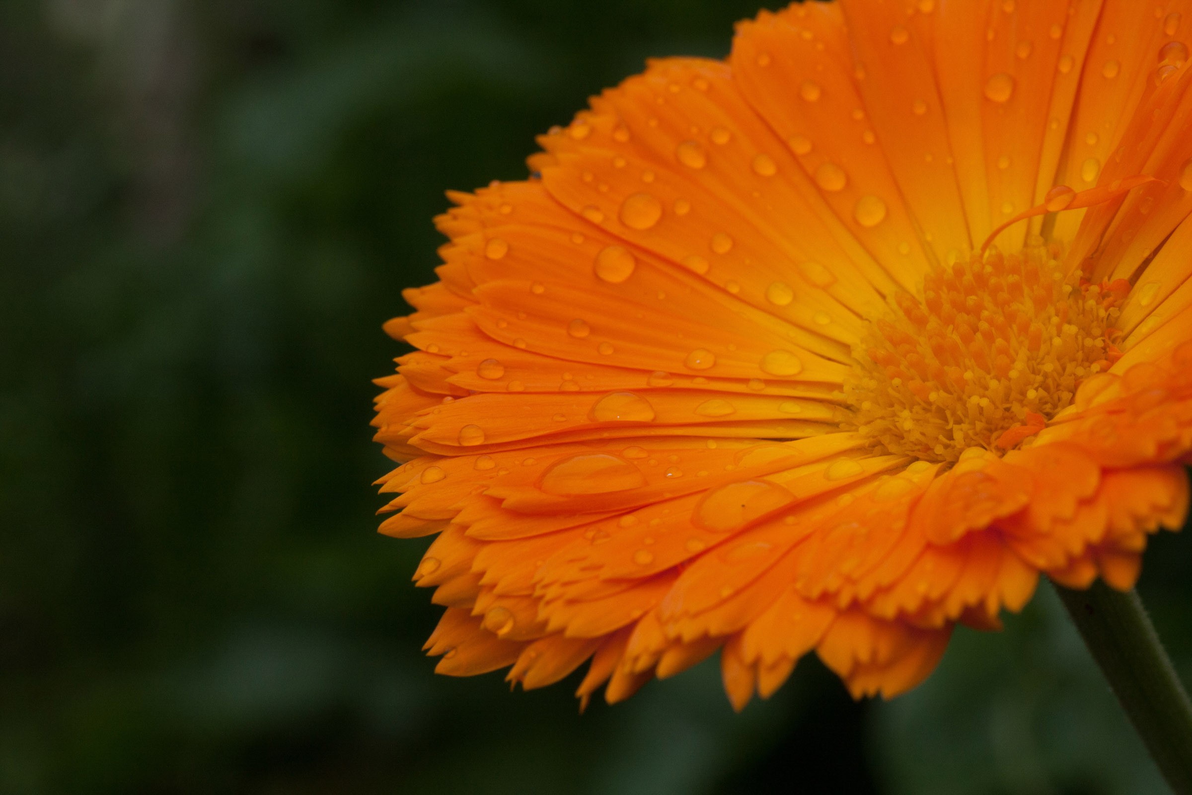 滴の落ちたオレンジ色のキンセンカ フリー写真有