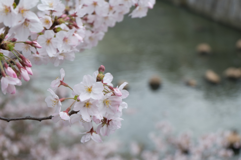 目黒川の桜のフリー写真素材