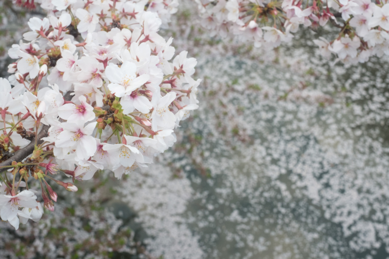 目黒川の桜の花筏のフリー写真素材