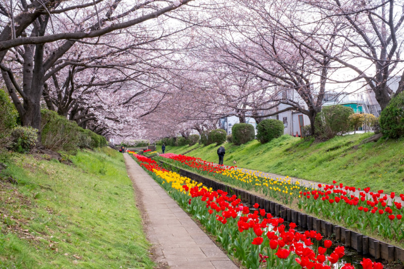 江川せせらぎ緑道の桜とチューリップのフリー写真素材
