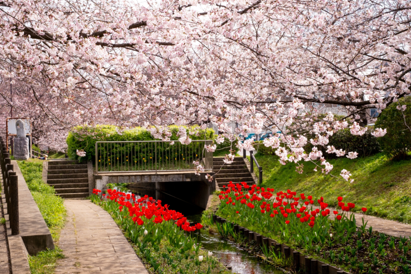 江川せせらぎ緑道の桜とチューリップのフリー写真素材