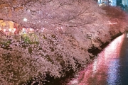 満開の目黒川の夜桜
