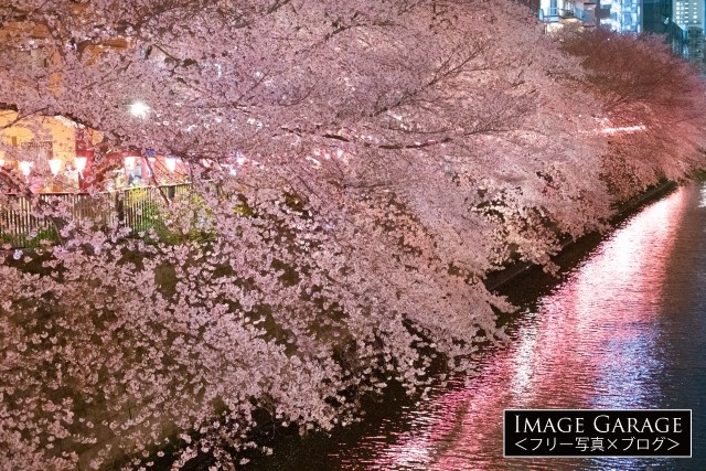 満開の目黒川の夜桜のフリー写真素材