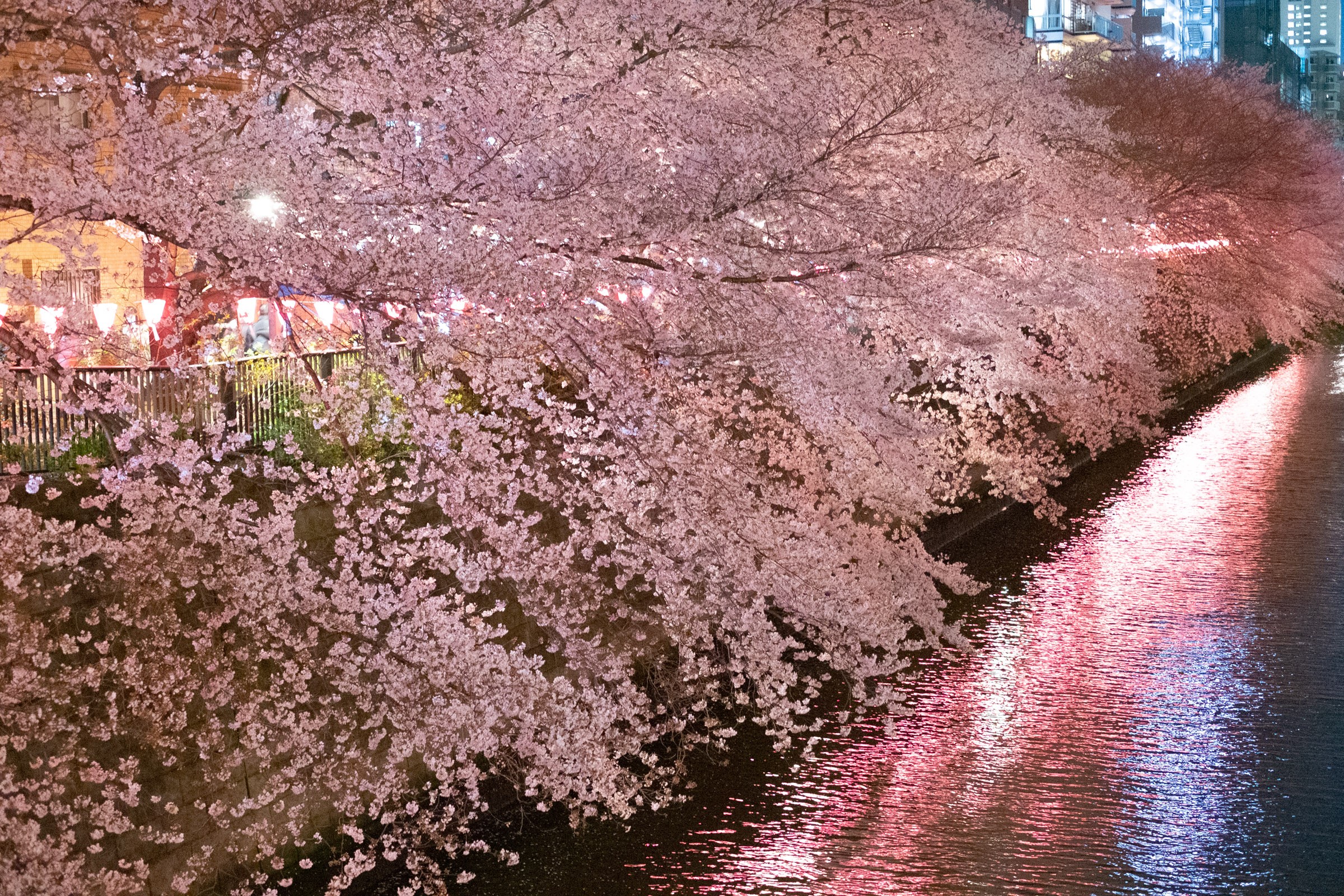 川を覆うように咲き誇る 目黒川の夜桜の魅力 フリー写真有