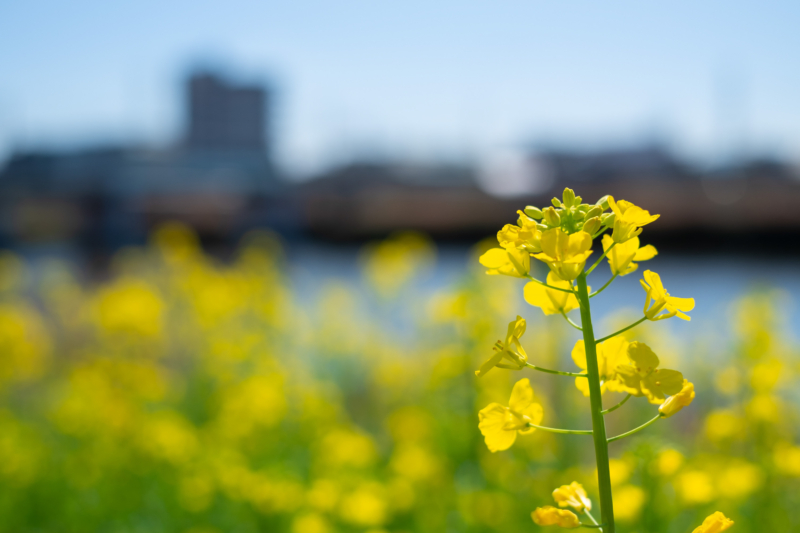 菜の花のフリー写真素材