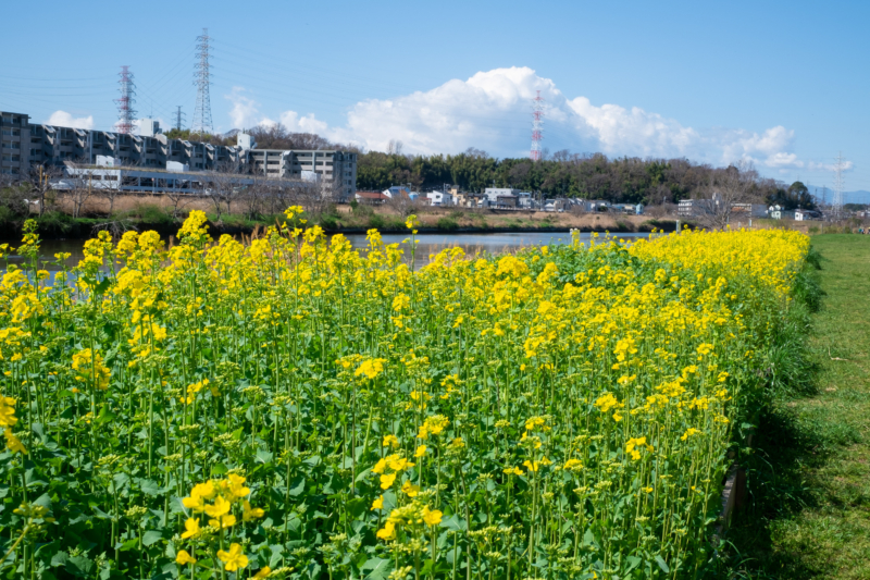 菜の花のフリー写真素材