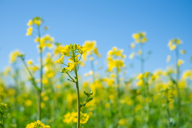 菜の花のフリー写真素材