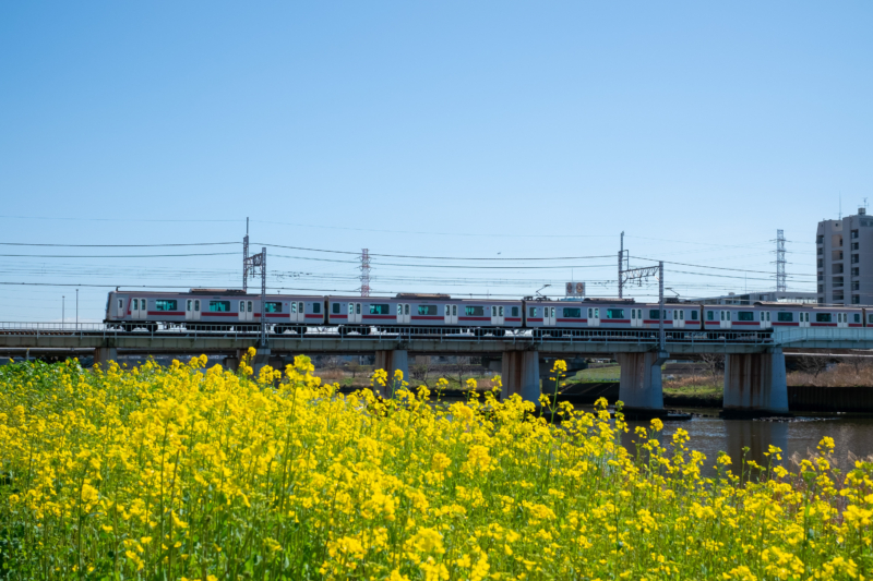 菜の花と電車のフリー写真素材