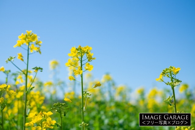 菜の花と青空のフリー素材写真（無料）